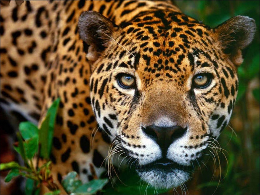 Expedición Jaguar (15 días – 14 noches)